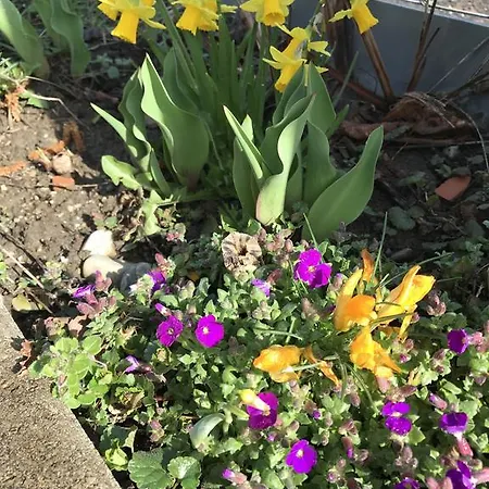 Apartment El's-guesthouse *