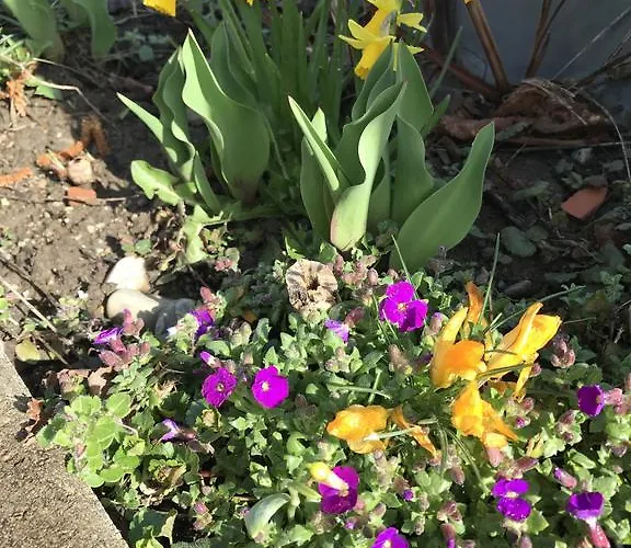 Appartement El's-guesthouse *