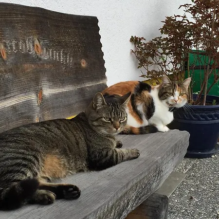 El's-guesthouse דירה *